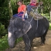 elephant_asian_ssnt_phu_v_0072_tha3919.jpg